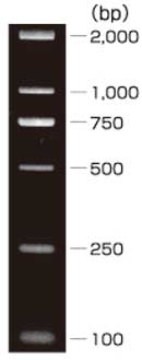 Wide-Range DNA Ladder (100-2,000 bp)