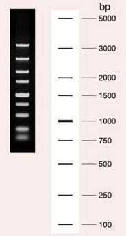 DL5,000 DNA Marker