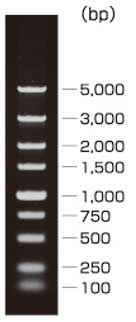 DL5,000 DNA Marker