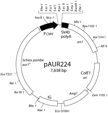 pAUR224 DNA制限酵素地図