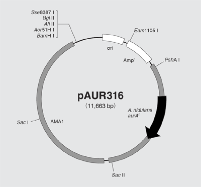 pAUR316 DNA制限酵素地図