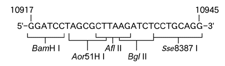 pAUR135 DNA制限酵素地図