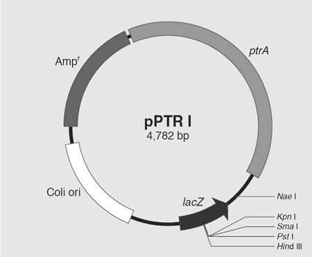 pPTR Iの制限酵素地図