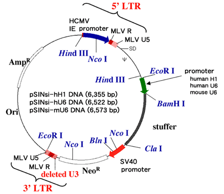 pSINsi-hH1 DNAの制限酵素地図
