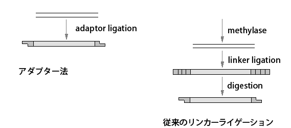 Adaptors情報 タカラバイオ株式会社