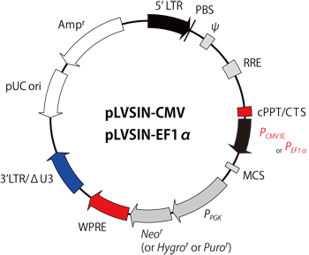 pLVSIN-CMV DNAベクターマップ