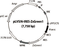 pLVSIN-IRES-ZsGreen1 Vector