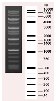 Wide-Range DNA Ladder