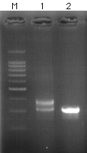 TaKaRa PCR FLT3/ITD Mutation Detection Set