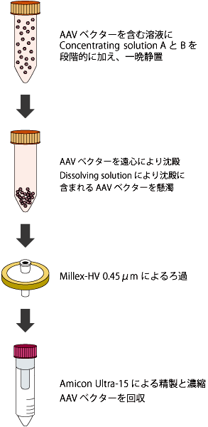 図1．AAVpro Concentrator を使用したAAV ベクター濃縮工程の概略