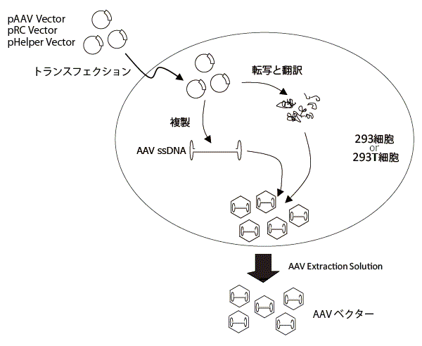 AAVpro Helper Free SystemによるAAVベクター作製