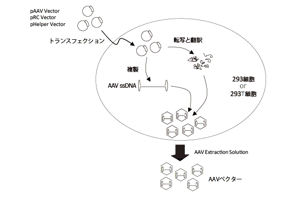 AAVpro Helper Free SystemによるAAVベクター作製