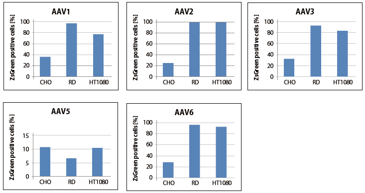 精製AAVベクターの感染能評価