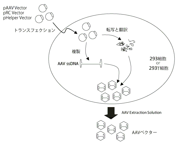 AAVpro Helper Free SystemによるAAVベクター作製