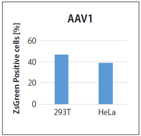 AAV1の感染能評価
