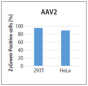 AAV2の感染能評価