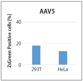 AAV5の感染能評価