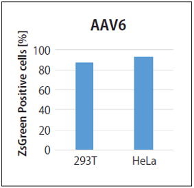 AAV6の感染能評価