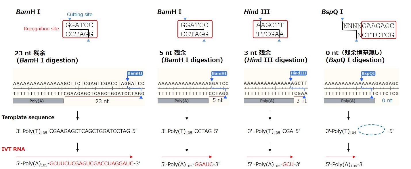Poly(A)含有IVT鋳型DNAプラスミドの制限酵素認識配列デザイン、線状化後の末端構造、およびIVT RNA配列