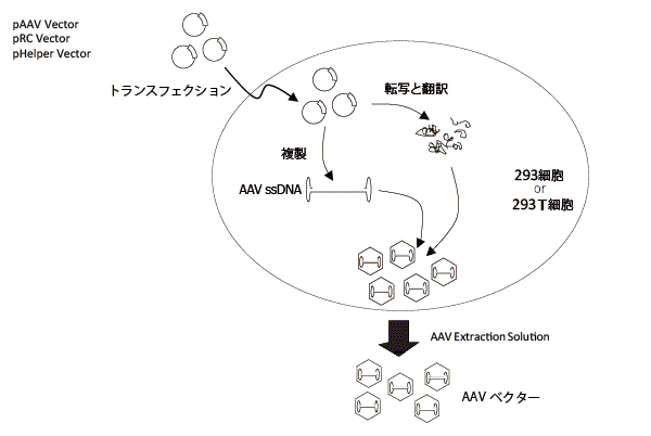 本システムによるAAVベクター作製