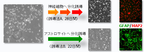 ヒト神経幹細胞・培地キット｜タカラバイオ株式会社