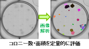 MSC機能性解析(コロニー形成能試験)