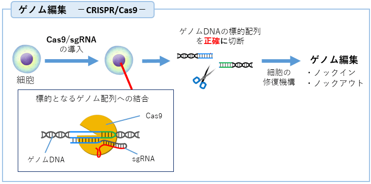 ゲノム編集　－CRISPR/Cas9－