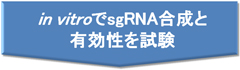 in vitroでsgRNA合成と有効性を試験