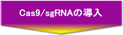 Cas9/sgRNAの導入