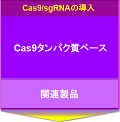 Cas9/sgRNAの導入