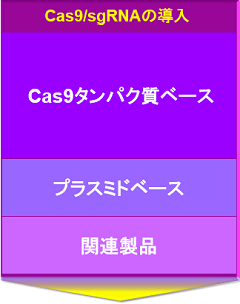 Cas9/sgRNAの導入