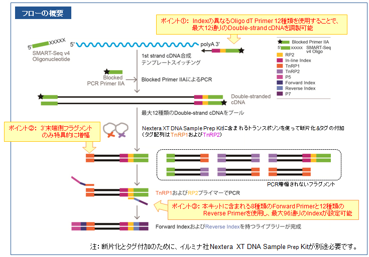 SMART cDNA合成とライブラリー作製