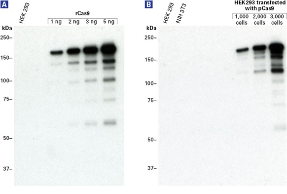 ウェスタンブロッティングにおけるGuide-it Cas9 Monoclonal Antibody (Clone TG8C1)の検出感度