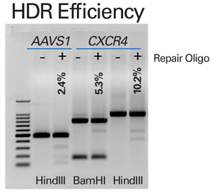 AAVS1およびCXCR4遺伝子の相同組換え（HDR）効率