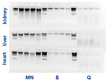 さまざまな組織試料からのDNA回収量の比較