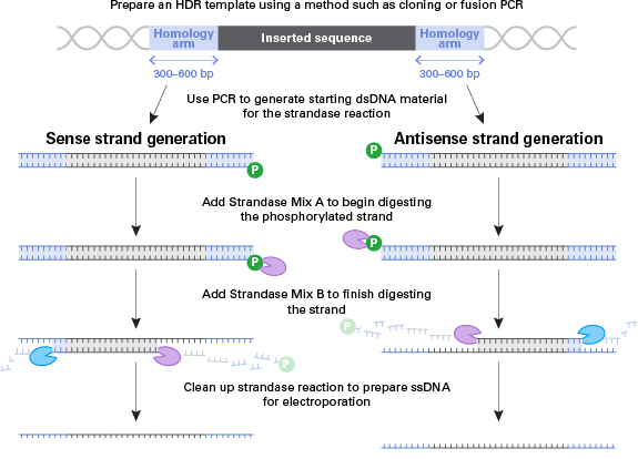 相同組換え（HDR）実験に使用するための長鎖ssDNA作製のフロー