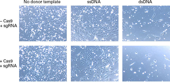 ellatis hiPSC18を用いたノックイン実験でのdsDNAおよびssDNAドナーテンプレートの細胞毒性の比較