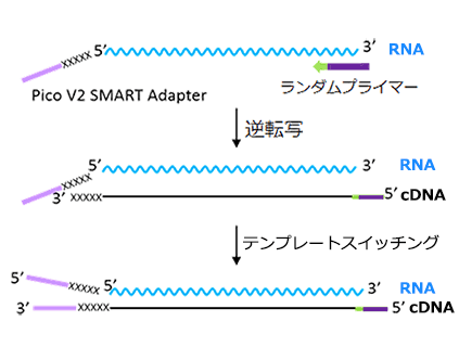 SMART法を用いたcDNA合成