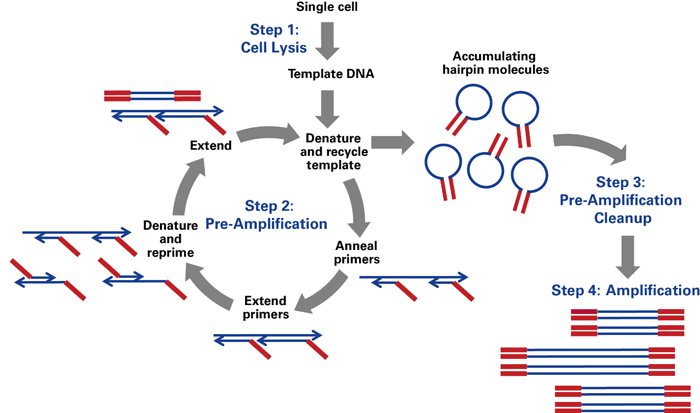 SMARTer PicoPLEX Gold Single Cell DNA-Seq テクノロジー