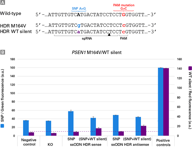 iPS細胞集団のPSEN1遺伝子座における正確な塩基置換の検出