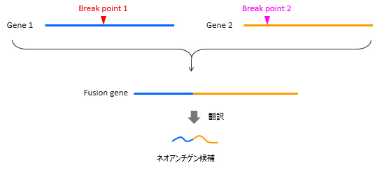 融合遺伝子に由来するペプチド配列