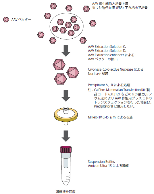 AAVpro Cell & Sup. Purification Kit Maxi (All Serotypes) を使用したAAV ベクター精製工程の概略