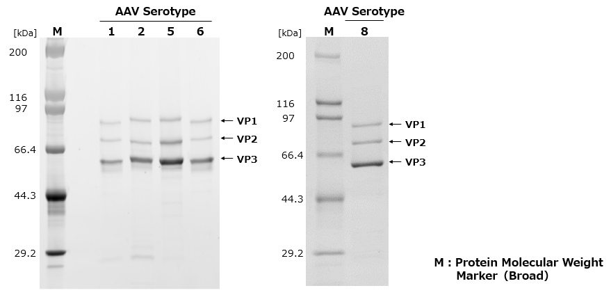 精製後のAAVベクター（各血清型）の純度測定