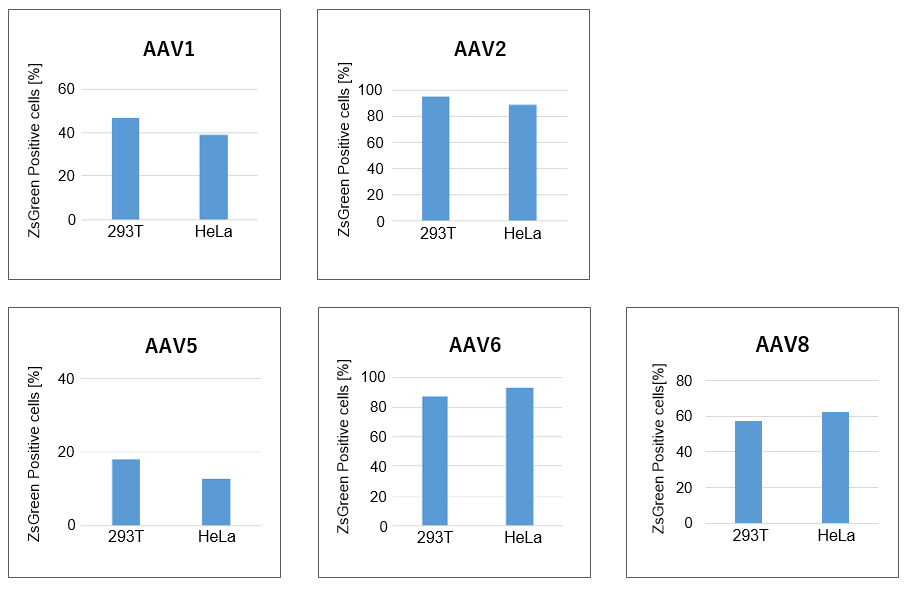 AAV1の感染能評価