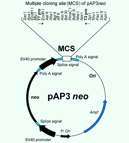 pAP3neoの構造