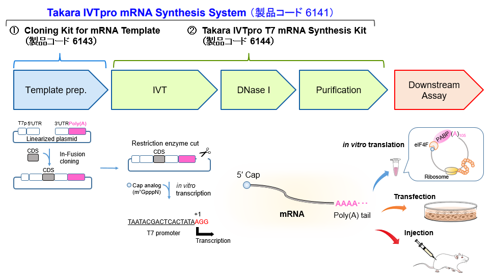 Takara IVTpro mRNA Synthesis Systemの説明