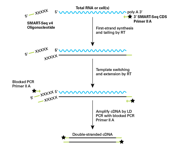 図1. SMART法によるcDNA合成フロー