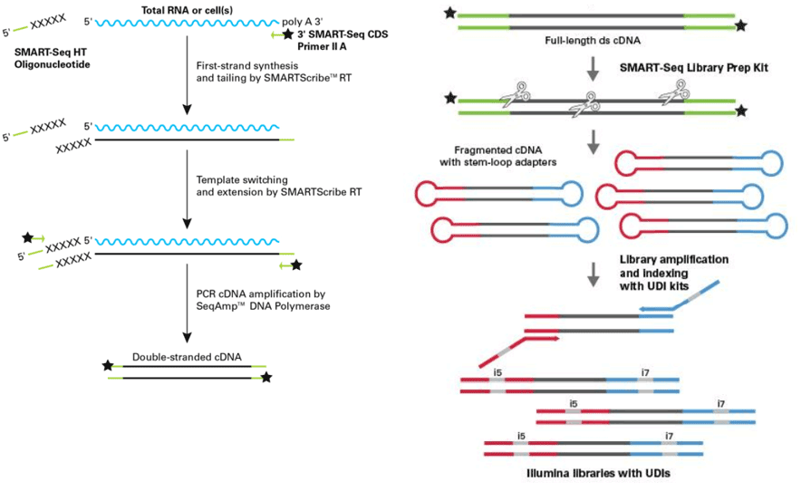 cDNA合成とライブラリー調製のワークフロー