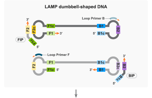 ダンベル型DNAと増幅起点