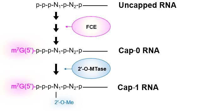 Uncapped RNA（5’-triphosphate RNA）からCap-0 RNAの調製